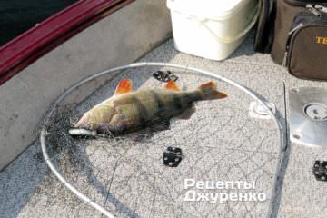 Окуня можна зловити або купити
