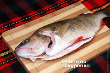 крупний окунь